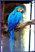 Blue Macaw Print