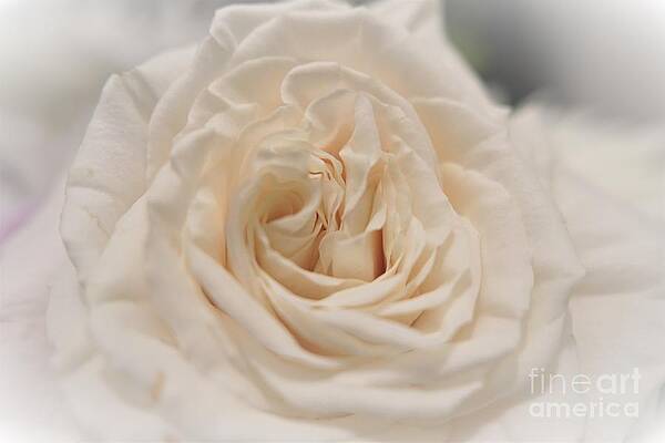Blush Petals Print