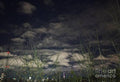 Branches Against The Night Sky, Toronto Print