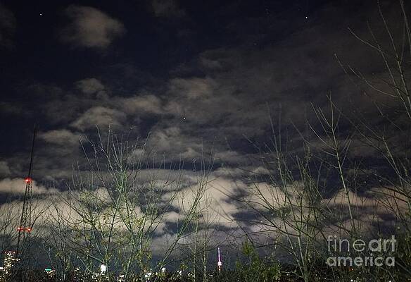 Branches Against The Night Sky, Toronto Print