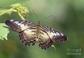 Brown Butterfly Print