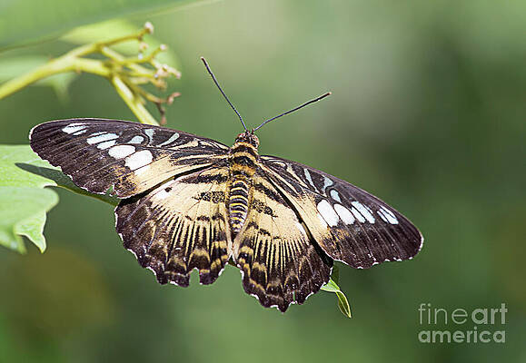 Brown Butterfly Print