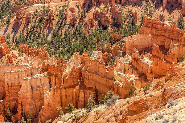 Bryce Canyon Print