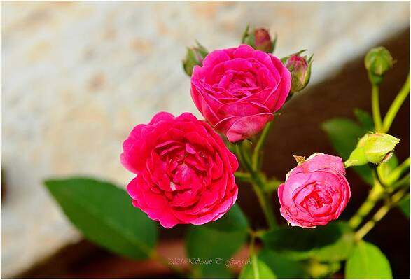 Budding Roses Print