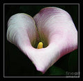 Calla Lily Print