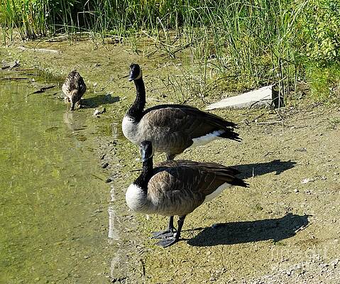 Canada Geese And A Duck - Did That Photographer Just Took Our Picture Print