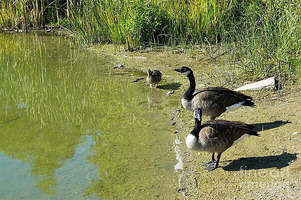 Canada Geese And A Duck - Ignore Her, Maybe She'll Go Away Print