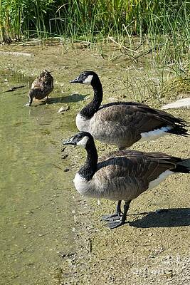 Canada Geese And A Duck Print