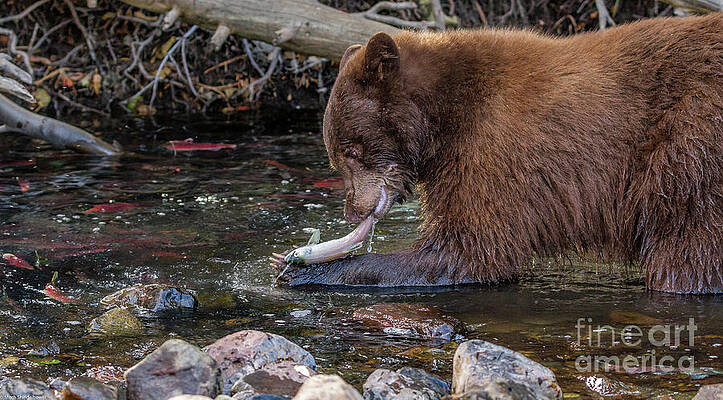 Catching Salmon As Long As Your Arm Print
