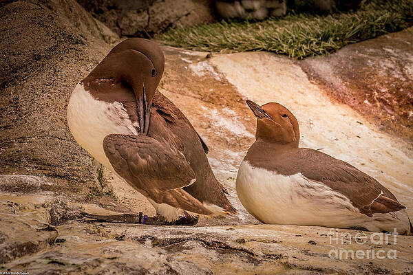 Common Murre Print