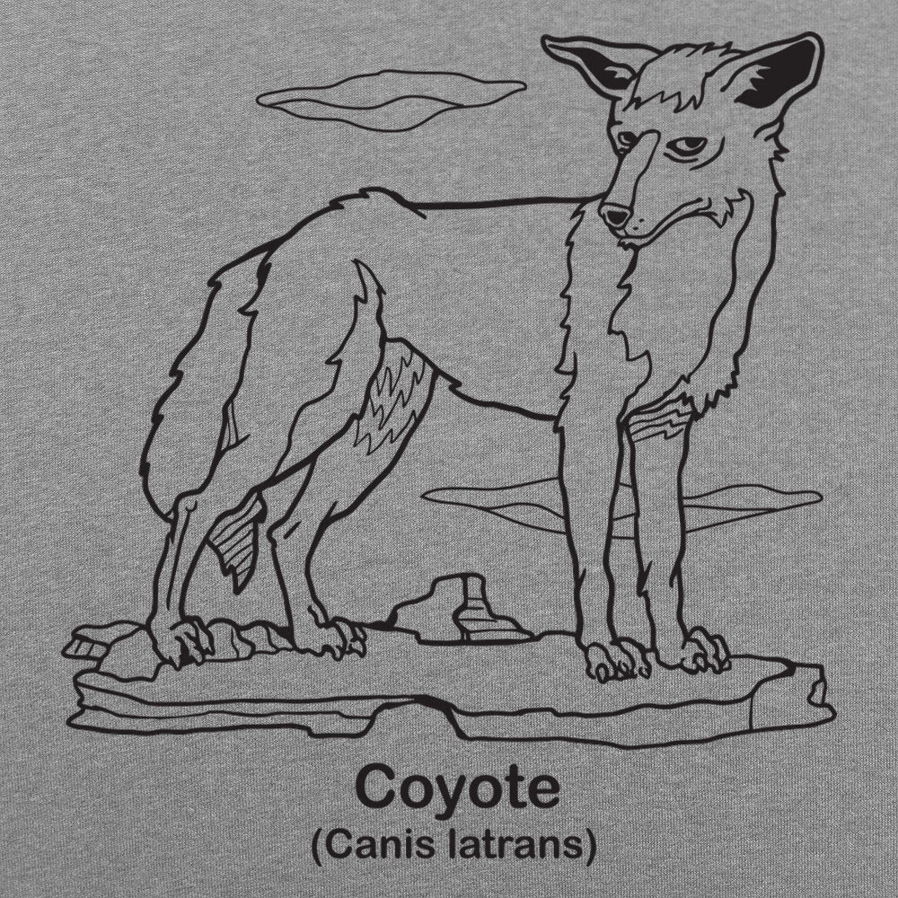 Coyote
