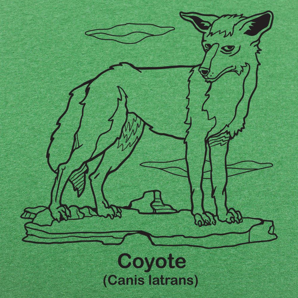 Coyote