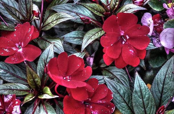 Creative Impatiens Walleriana Print
