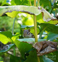 Curious Chipmunk Print