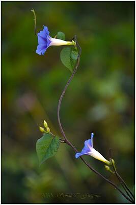 Dancing To Nature Tunes Print