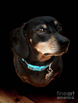 Dash The Dachshund Print