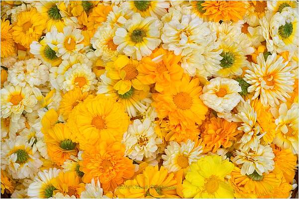 Dazzling Spots Of Yellow Print