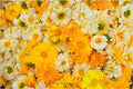 Dazzling Spots Of Yellow Print