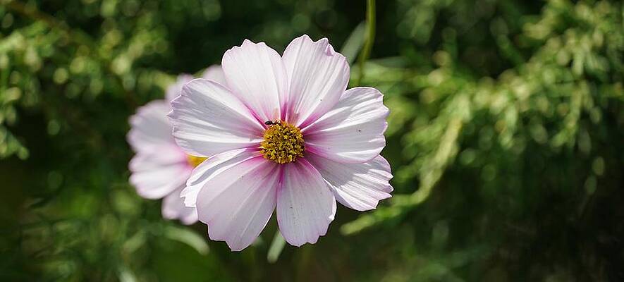 Delicate Cosmo Print