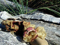 Dungeness Crab Still Life With Seaweed On Driftwood Print