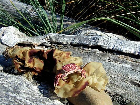 Dungeness Crab Still Life With Seaweed On Driftwood Print