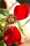 Faded Rose Bloom Print