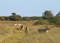 Female And Juvenile Lions Hunting In Botswana Hunting In Botswana Print