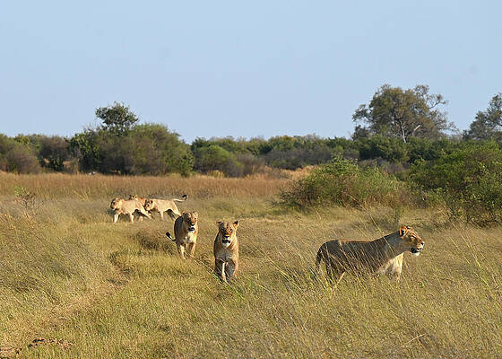 Female And Juvenile Lions Hunting In Botswana Hunting In Botswana Print