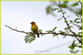 Female Weaver Bird Print