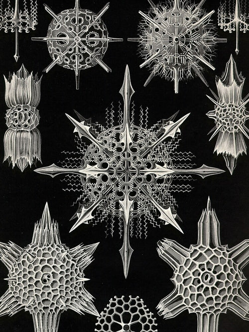 Acanthophracta - Ernst Haeckel by billythekidtees