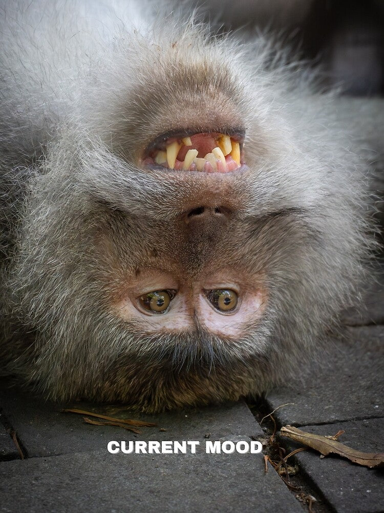 Current Mood Monkey Meme – Funny Relatable Chaos Expression by WildFrameNature