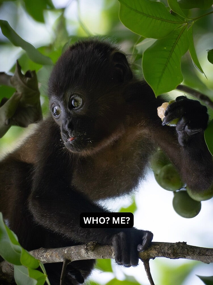 Who Me Monkey Meme Funny Innocent Reaction Howler by WildFrameNature