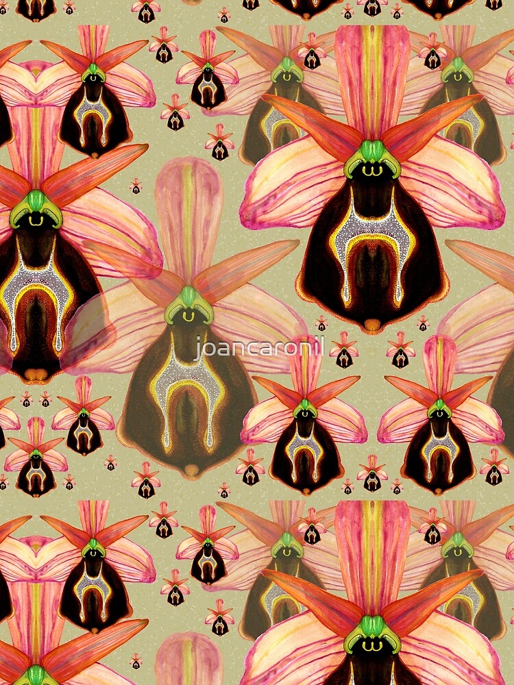 Ophrys lesbis by joancaronil