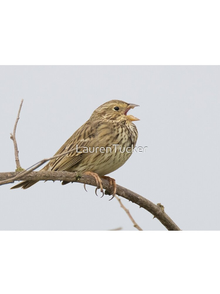 Corn Bunting by LaurenTucker