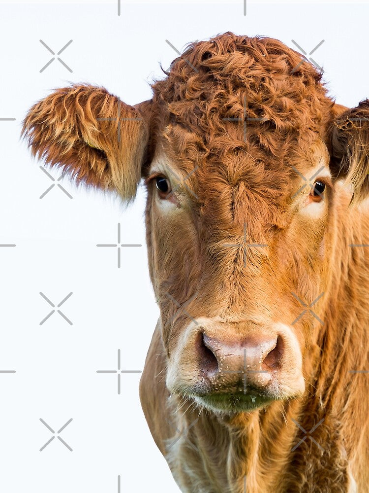 Limousin Cow II by Jane Stanley Photography