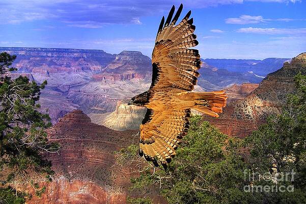 Flying Free Print