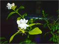 Fragrant Garden Jewels Print