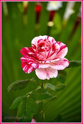 Fragrant Pink Print