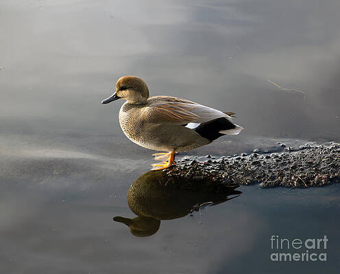 Gadwall Duck In The Morning Print