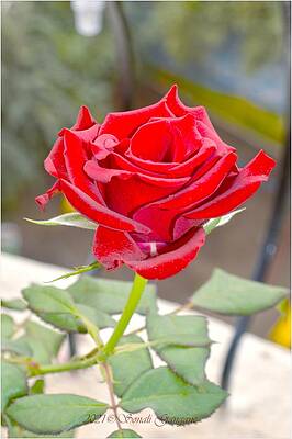 Garden Fresh Rose Print