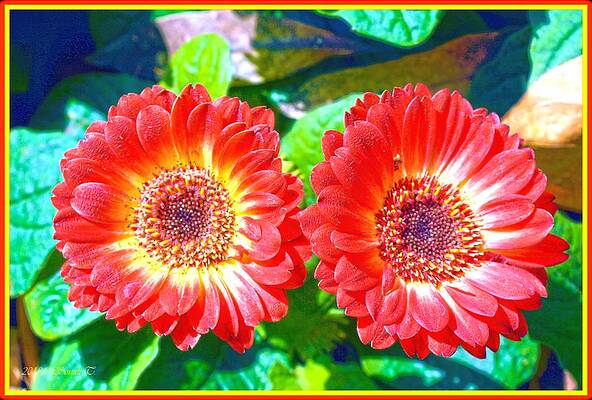 Gerbera Couple Print