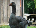 Goose On Guard Print