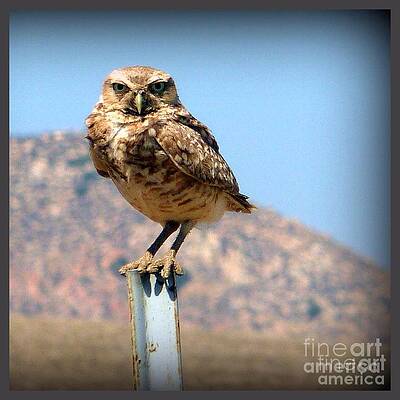 Got My Eyes On You Owl Print