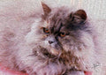 Grayson The Cat Print