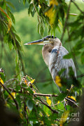 Great Blue Heron Print