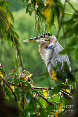 Great Blue Heron Print