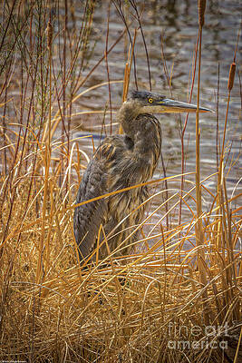 Great Blue Heron Portrait 7 Print