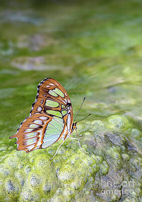 Green And Beautiful Print
