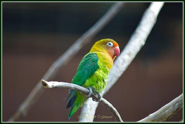 Green Budgerigar Print