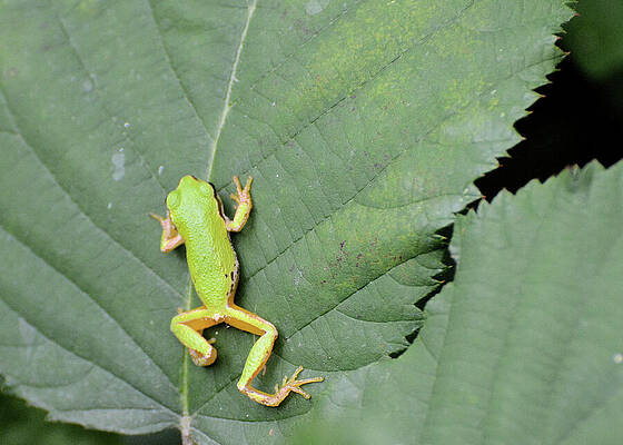 Green Frog On A Leaf At Nisqually Delta National Wildlife Park In Washington Print